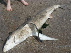 shark dead.jpg